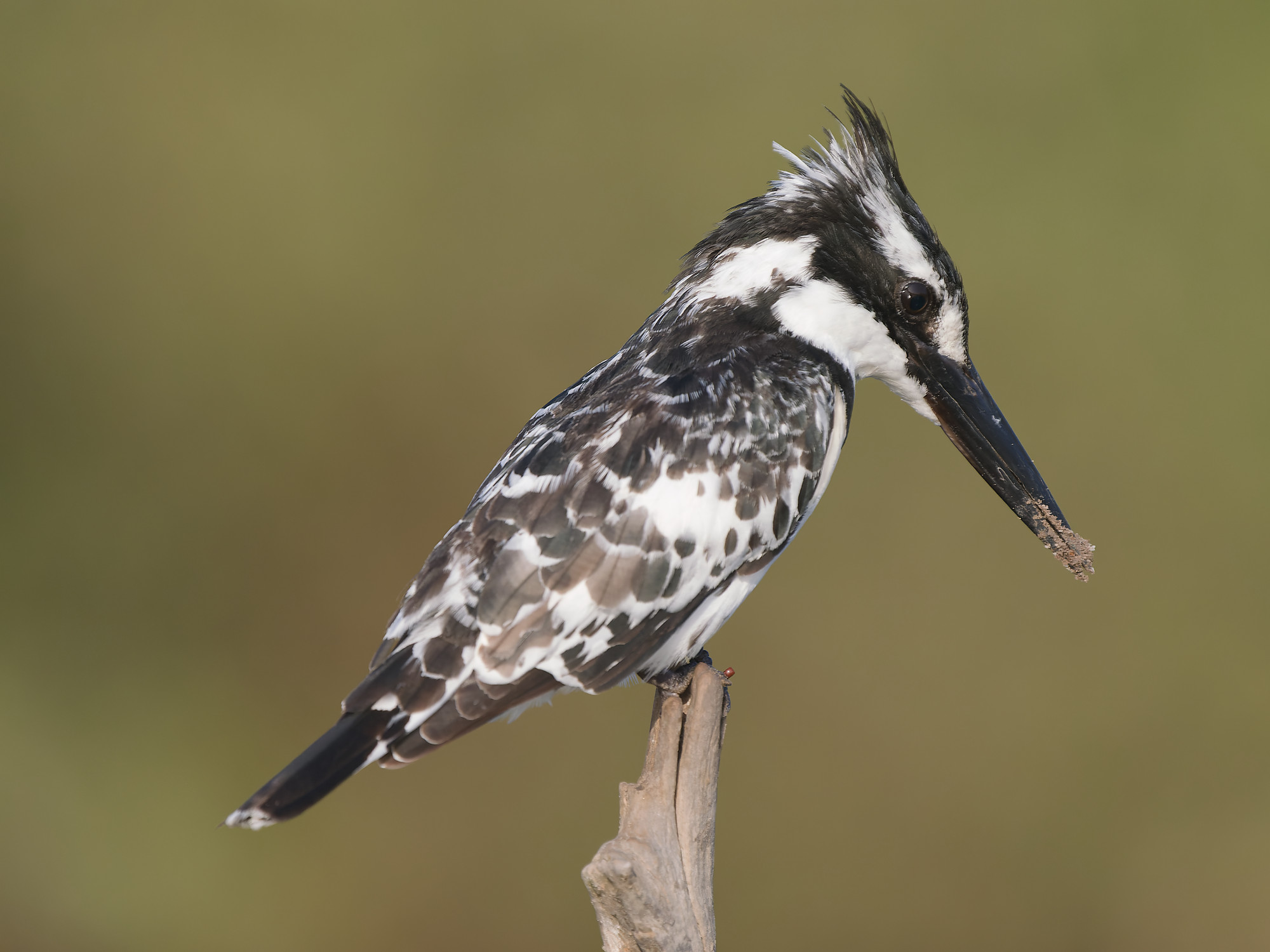 Pied kingfisher (Ceryle rudis)